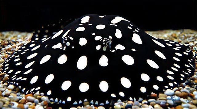 淡水魟魚的種類