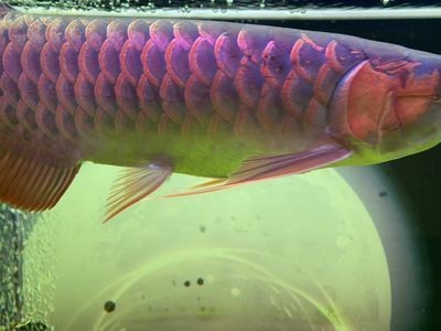 龍魚的品相怎么衡量：第28屆中國國際寵物水族展覽會龍魚不吃食的原因 龍魚的品相怎么衡量：第28屆中國國際寵物水族展覽會龍魚不吃食的原因 龍魚百科 第12張