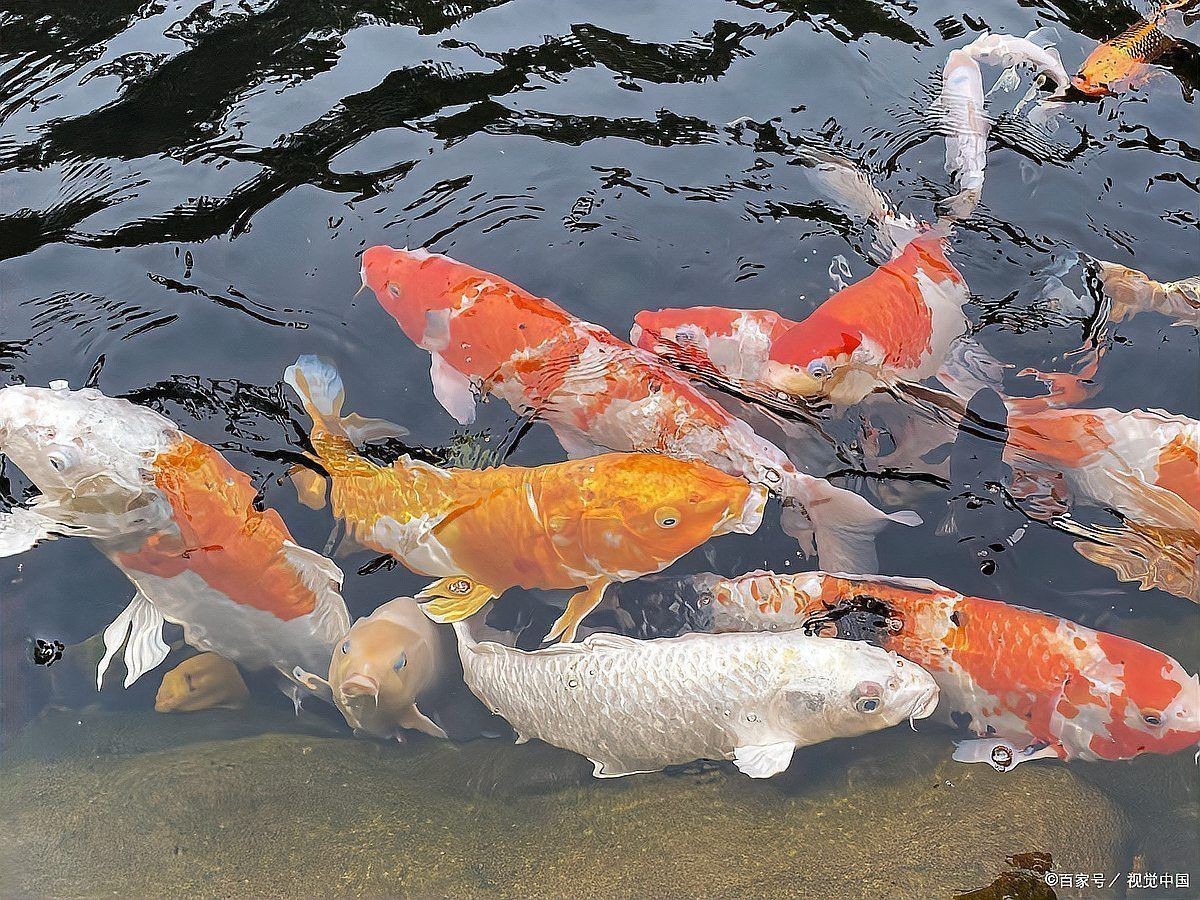 觀賞魚混養魚最佳搭配
