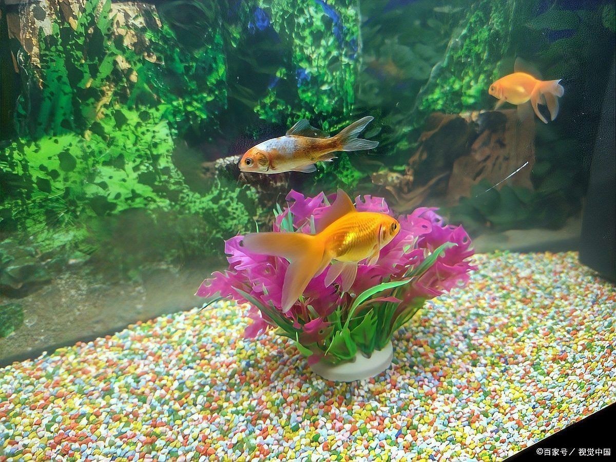 觀賞魚混養魚最佳搭配