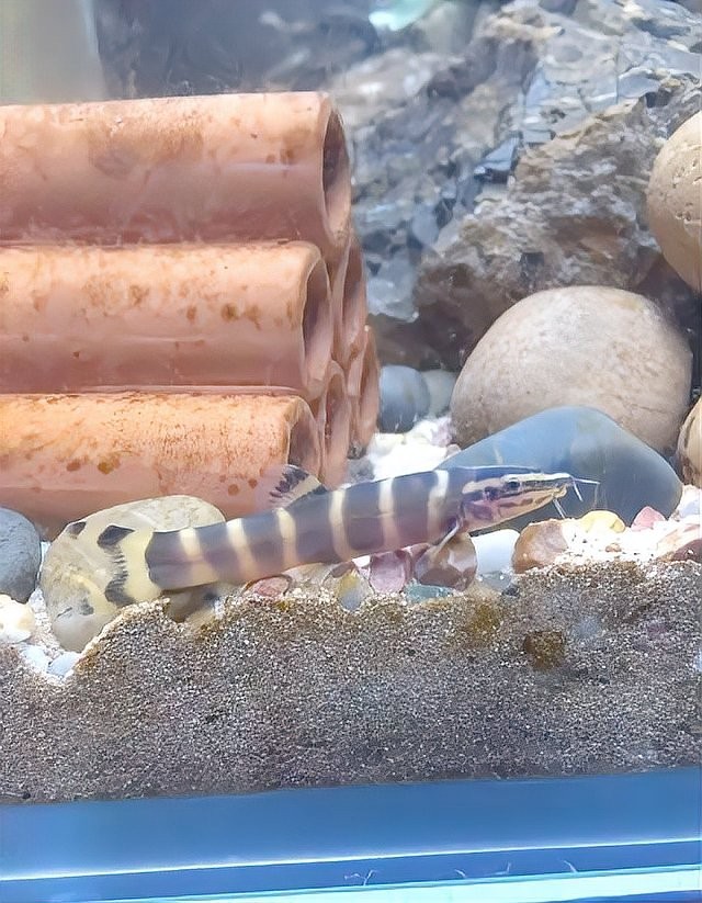 中國還有哪些觀賞魚新品種？