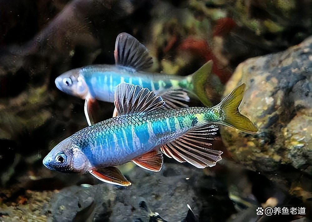 中國還有哪些觀賞魚新品種？
