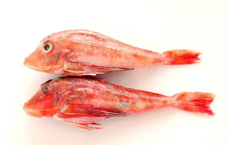 紅頭魚圖片 龍魚論壇 第1張 紅頭魚圖片 紅頭魚圖片 龍魚論壇 第1張