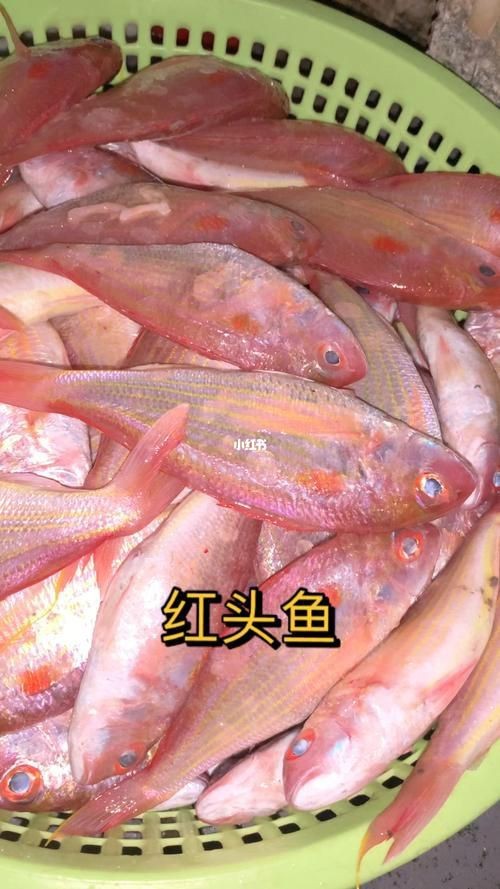 紅頭魚圖片 龍魚論壇 第6張 紅頭魚圖片 紅頭魚圖片 龍魚論壇 第6張