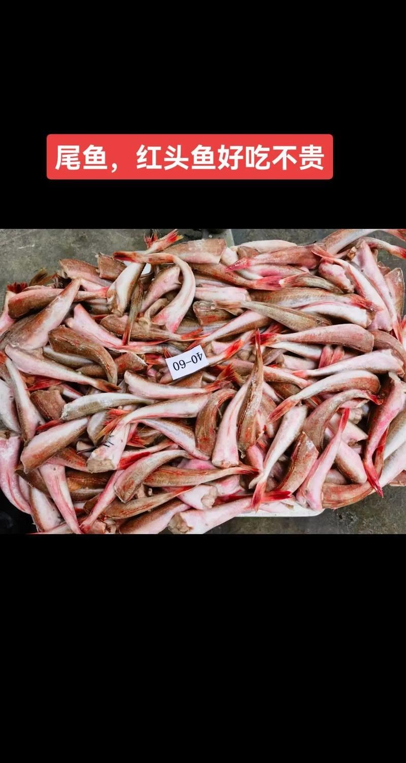 紅頭魚圖片 龍魚論壇 第8張 紅頭魚圖片 紅頭魚圖片 龍魚論壇 第8張