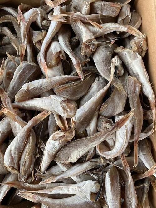 紅頭魚圖片 龍魚論壇 第11張 紅頭魚圖片 紅頭魚圖片 龍魚論壇 第11張