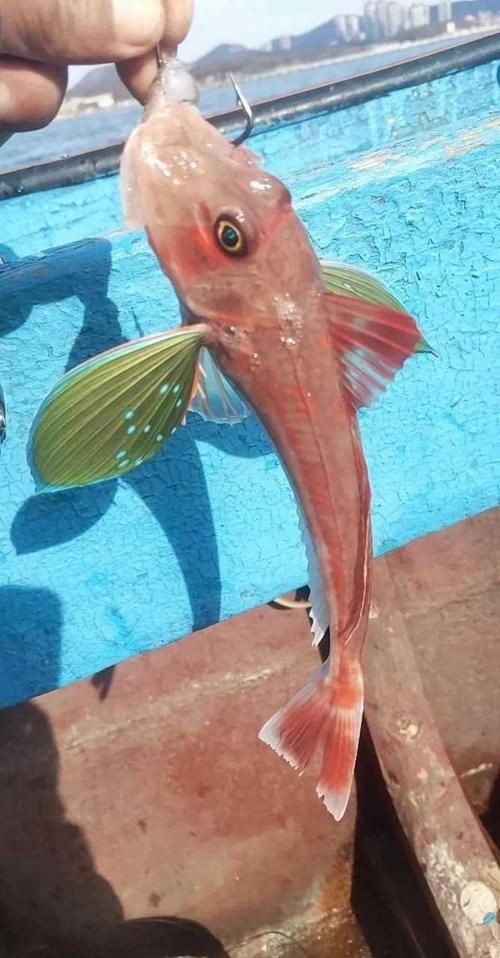 紅頭魚圖片 龍魚論壇 第10張 紅頭魚圖片 紅頭魚圖片 龍魚論壇 第10張