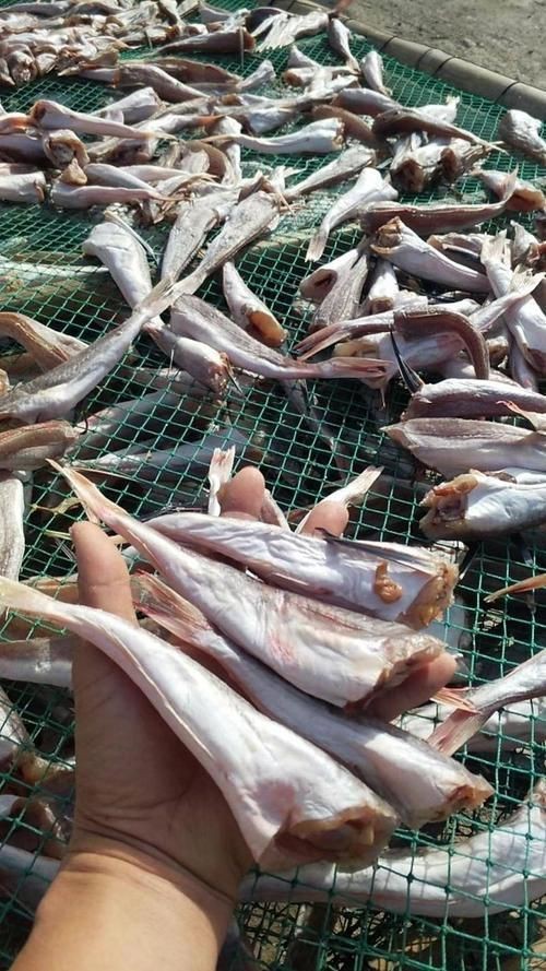 紅頭魚圖片 龍魚論壇 第14張 紅頭魚圖片 紅頭魚圖片 龍魚論壇 第14張