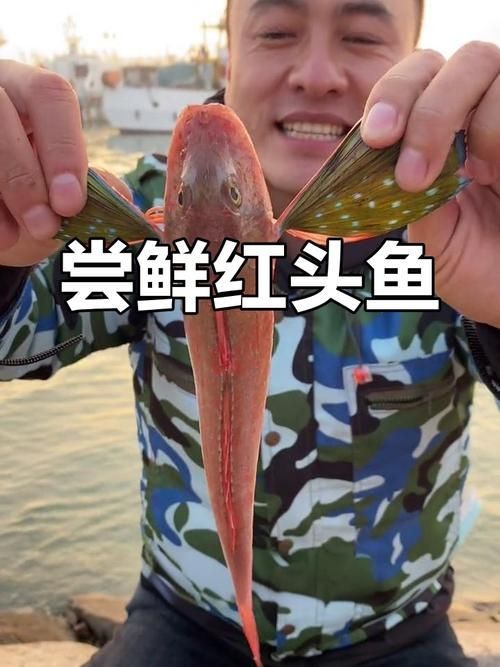 紅頭魚圖片 龍魚論壇 第16張 紅頭魚圖片 紅頭魚圖片 龍魚論壇 第16張
