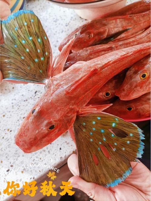紅頭魚圖片 龍魚論壇 第17張 紅頭魚圖片 紅頭魚圖片 龍魚論壇 第17張