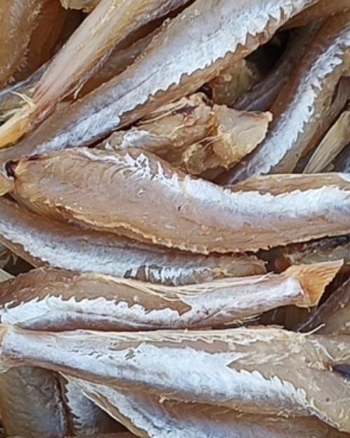紅頭魚圖片 龍魚論壇 第19張 紅頭魚圖片 紅頭魚圖片 龍魚論壇 第19張