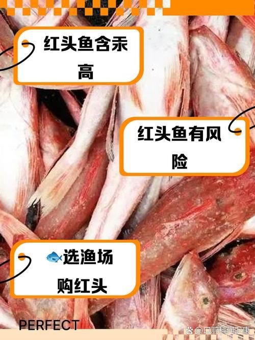 紅頭魚圖片 龍魚論壇 第18張 紅頭魚圖片 紅頭魚圖片 龍魚論壇 第18張