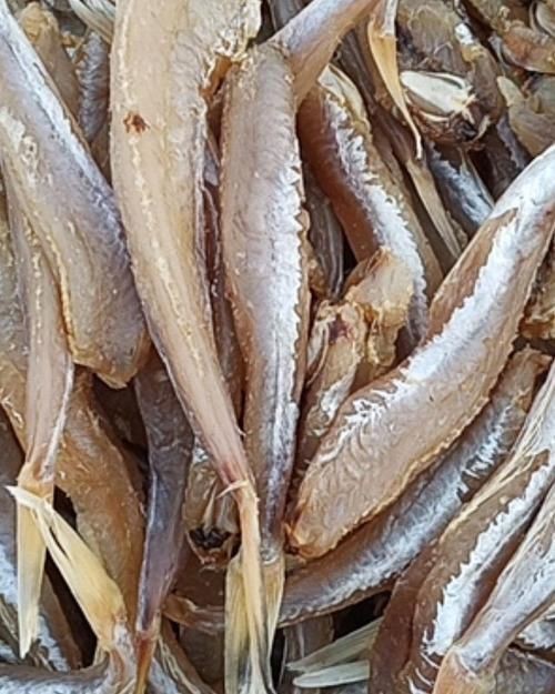 紅頭魚圖片 龍魚論壇 第21張 紅頭魚圖片 紅頭魚圖片 龍魚論壇 第21張