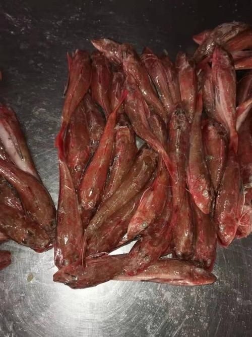 紅頭魚圖片 龍魚論壇 第20張 紅頭魚圖片 紅頭魚圖片 龍魚論壇 第20張