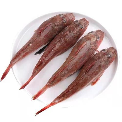 紅頭魚圖片 龍魚論壇 第24張 紅頭魚圖片 紅頭魚圖片 龍魚論壇 第24張