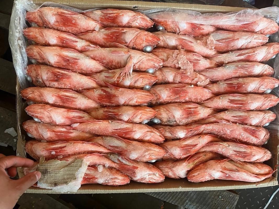 紅頭魚圖片 龍魚論壇 第22張 紅頭魚圖片 紅頭魚圖片 龍魚論壇 第22張