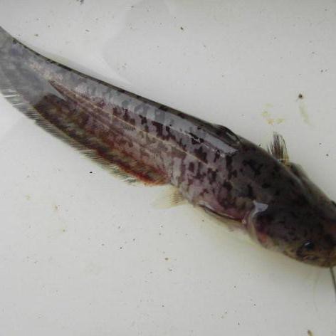 鯰魚公母最簡單區分圖