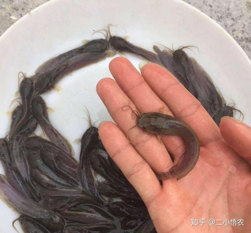 龍魚的氣泡病和水泡病的癥狀和治療方法有所不同，如何判斷龍魚是否患有氣泡病和水泡?。?龍魚的氣泡病和水泡病的癥狀和治療方法有所不同，如何判斷龍魚是否患有氣泡病和水泡??？ 龍魚百科 第2張