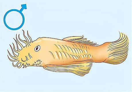 鯰魚公母最簡單區分圖