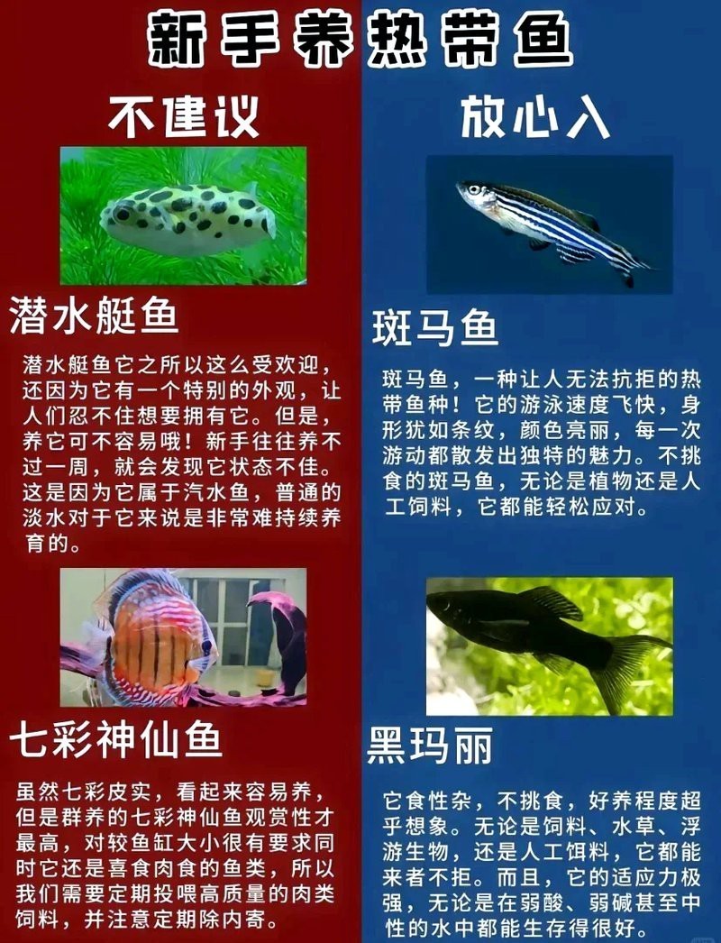 十大最好養的熱帶魚排名 十大最好養的熱帶魚排名 龍魚論壇 第5張