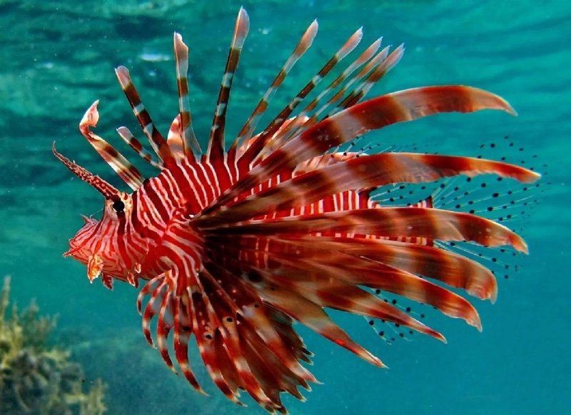 紅頭獅子叫什么魚 紅頭獅子叫什么魚 龍魚論壇 第5張