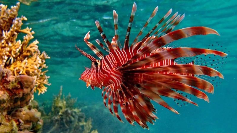 紅頭獅子叫什么魚 紅頭獅子叫什么魚 龍魚論壇 第9張