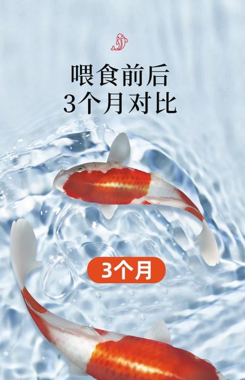 有哪些食物有助于過背金龍發色？ 有哪些食物有助于過背金龍發色？ 龍魚百科 第10張