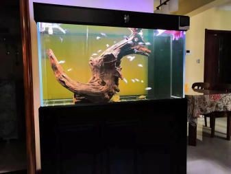 澳龍魚缸怎樣養：澳龍魚缸養殖澳龍魚缸飼養注意事項澳龍魚缸養殖方法