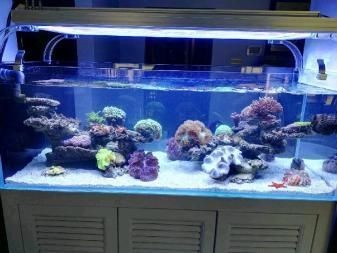 澳龍魚缸怎樣養：澳龍魚缸養殖澳龍魚缸飼養注意事項澳龍魚缸養殖方法