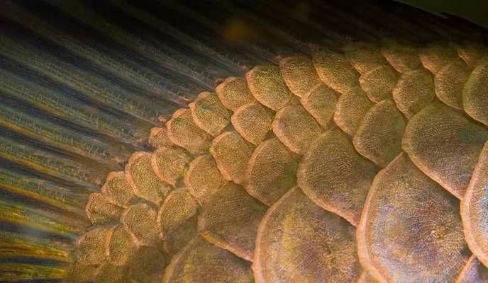 金龍魚的珠鱗變亮是一個復雜的過程，飼養者需要了解這些因素：關于金龍魚珠鱗變亮的一些詳細信息