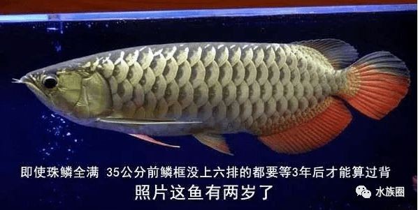 金龍魚的珠鱗變亮是一個復雜的過程，飼養者需要了解這些因素：關于金龍魚珠鱗變亮的一些詳細信息