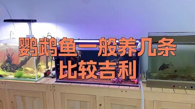 紅鸚鵡魚養幾條最旺財
