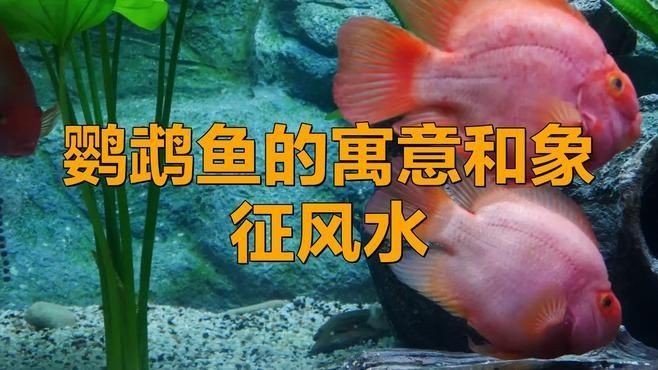 紅鸚鵡魚養幾條最旺財