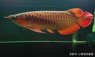 惠州市惠城區水門觀賞魚經銷部（惠州市惠城區水門觀賞魚經銷部地址）