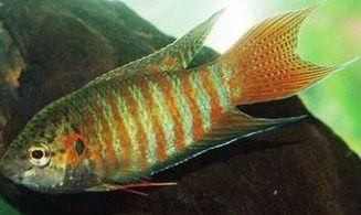 黑色的魚缸養什么魚好看又好養活一些（如何選擇適合黑色魚缸的魚類）
