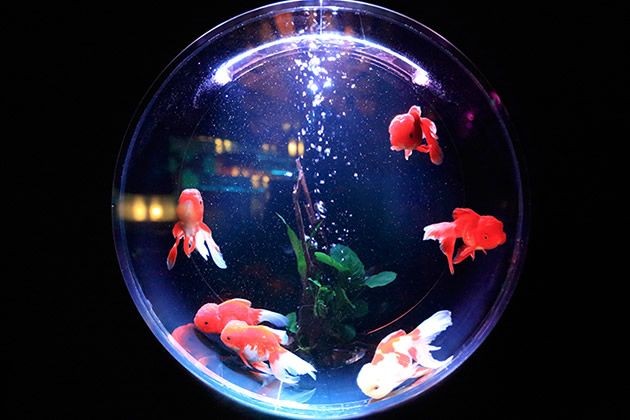 黑色的魚缸養什么魚好看又好養活一些（如何選擇適合黑色魚缸的魚類）