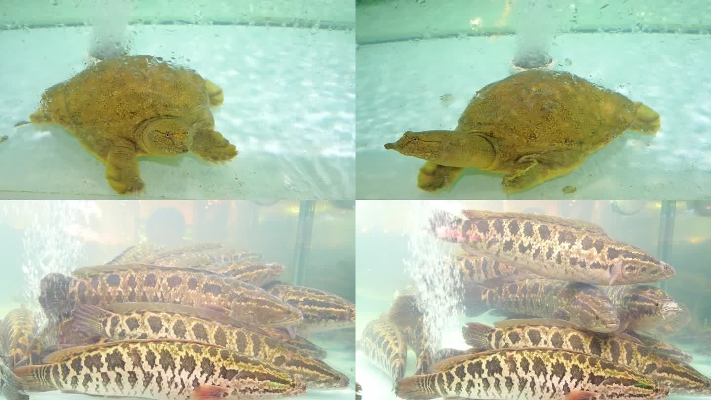 黑魚從魚缸里跳出來的預兆在搜索結果中未明確提及：養(yǎng)魚學問大揭秘