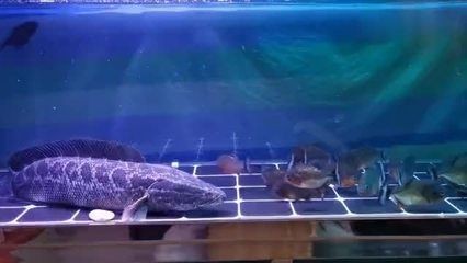 黑魚從魚缸里跳出來的預兆在搜索結果中未明確提及：養(yǎng)魚學問大揭秘