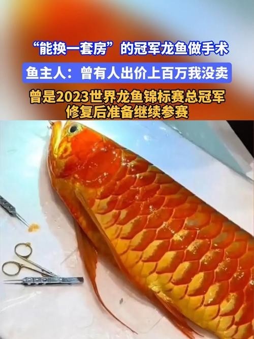 給我推薦一些20萬(wàn)級(jí)別的冠軍龍魚品種