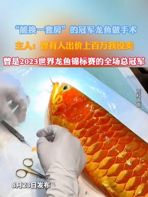 給我推薦一些20萬(wàn)級(jí)別的冠軍龍魚品種