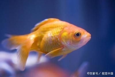 新買的魚缸需要消毒嗎：剛買的魚缸需要消毒嗎？ 新買的魚缸需要消毒嗎：剛買的魚缸需要消毒嗎？ 魚缸百科 第2張
