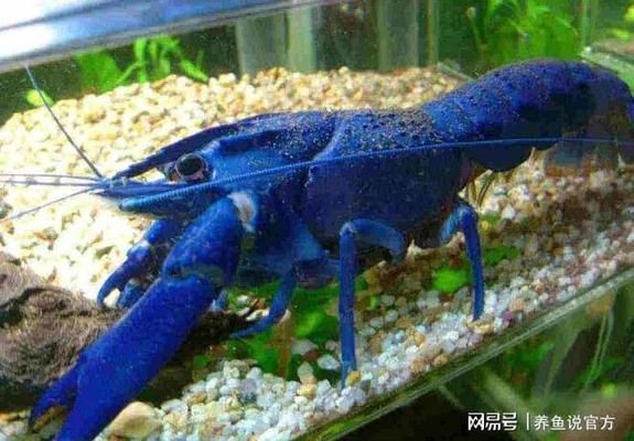 龍魚吃的肚子鼓鼓的怎么辦啊：龍魚肚子鼓脹怎么辦