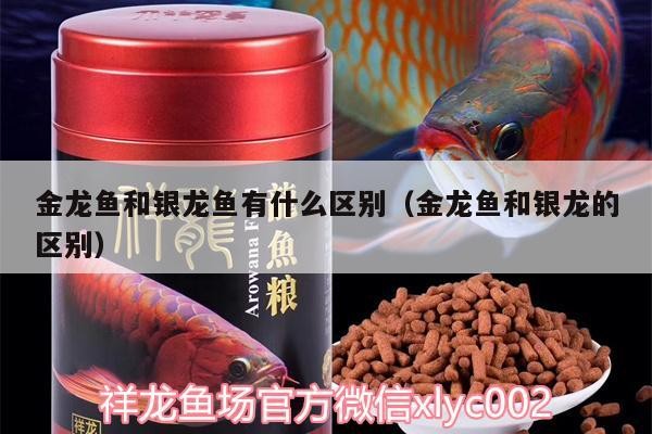 金龍魚和銀龍魚有什么區別（金龍魚和銀龍的區別）