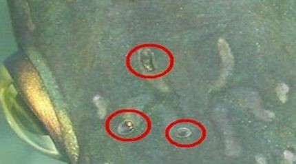 龍魚體內寄生蟲癥狀圖片：龍魚體內寄生蟲的常見癥狀 龍魚體內寄生蟲癥狀圖片：龍魚體內寄生蟲的常見癥狀 龍魚百科 第4張