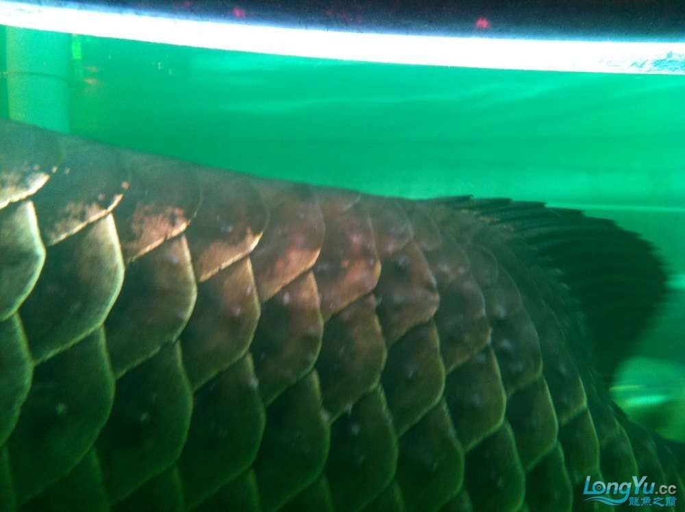龍魚體內寄生蟲癥狀圖片：龍魚體內寄生蟲的常見癥狀 龍魚體內寄生蟲癥狀圖片：龍魚體內寄生蟲的常見癥狀 龍魚百科 第5張