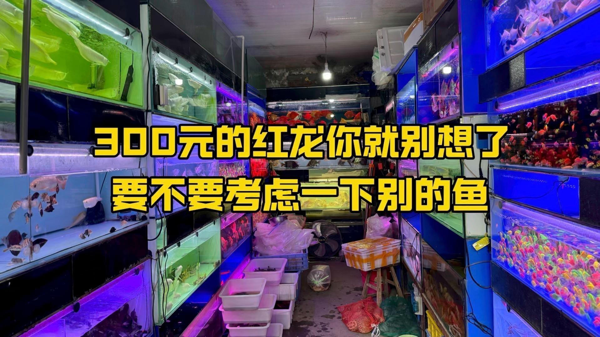如何判斷短身紅龍魚是否健康？