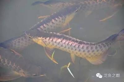 金龍魚品種是日本的嗎【金龍魚在開拓日本市場方面有一定的商業布局】