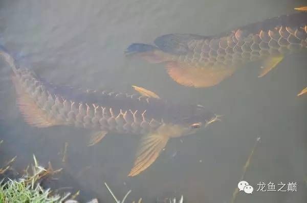 金龍魚品種是日本的嗎【金龍魚在開拓日本市場方面有一定的商業布局】