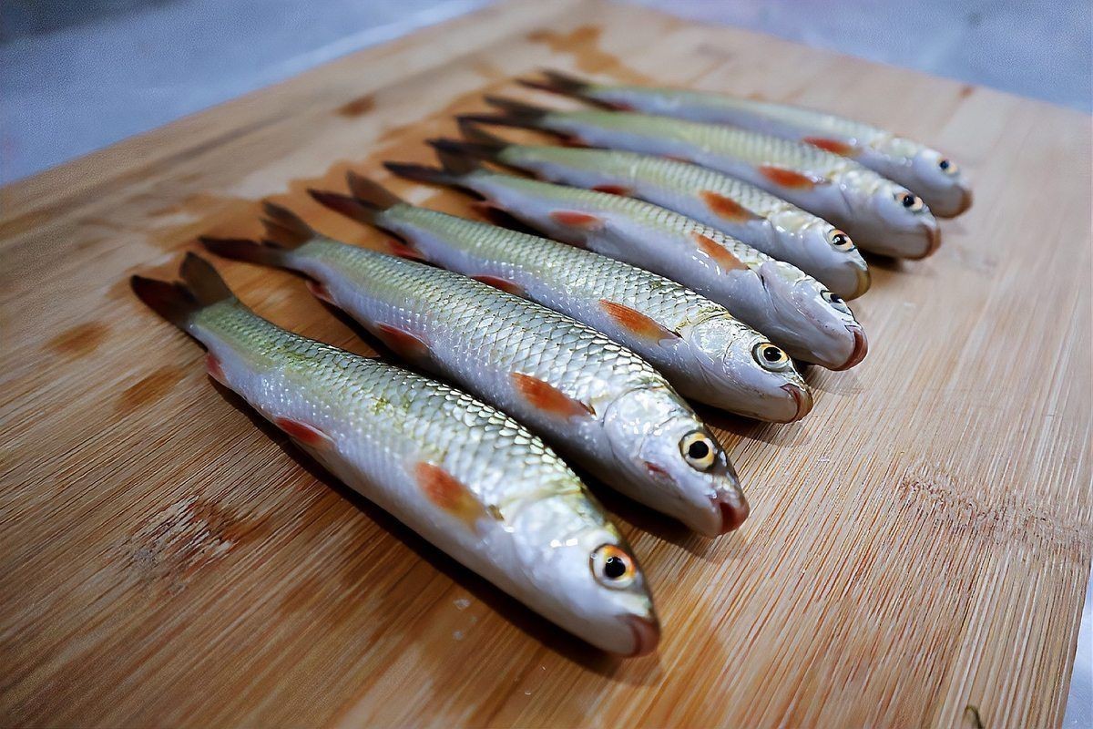 紅眼魚野生多少一斤