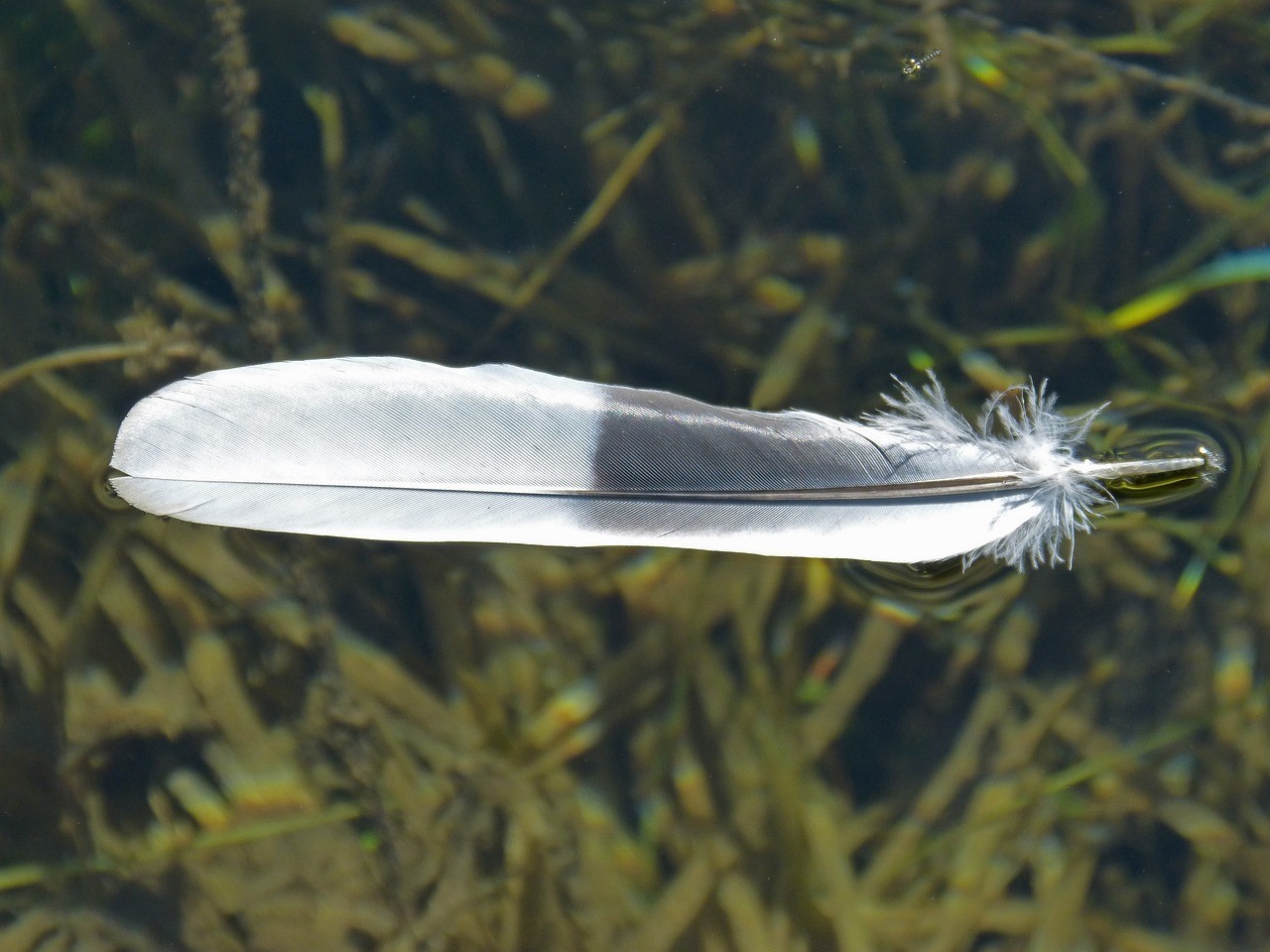 銀龍魚什么時候會寬身子（銀龍魚長得快不快）